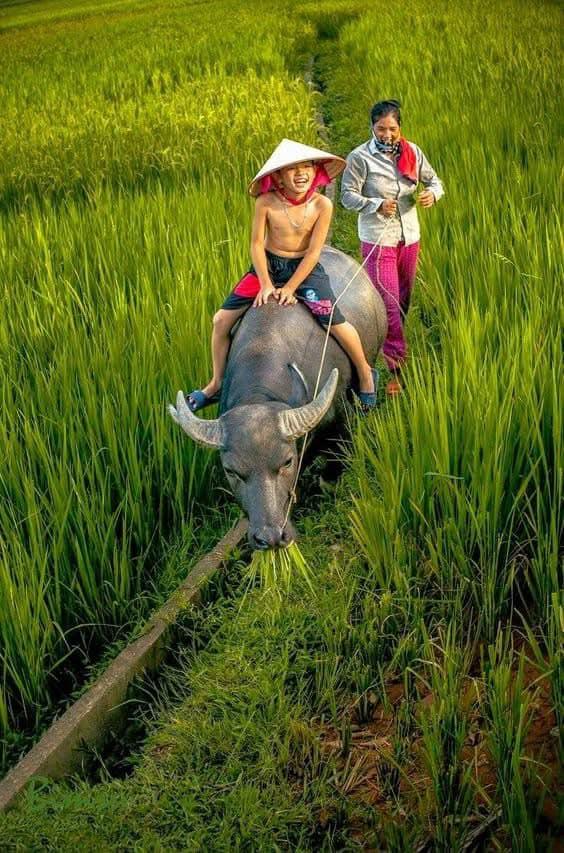 beautiful rice field