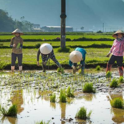 What is the countryside scene in the Mekong Delta with rice fields like?