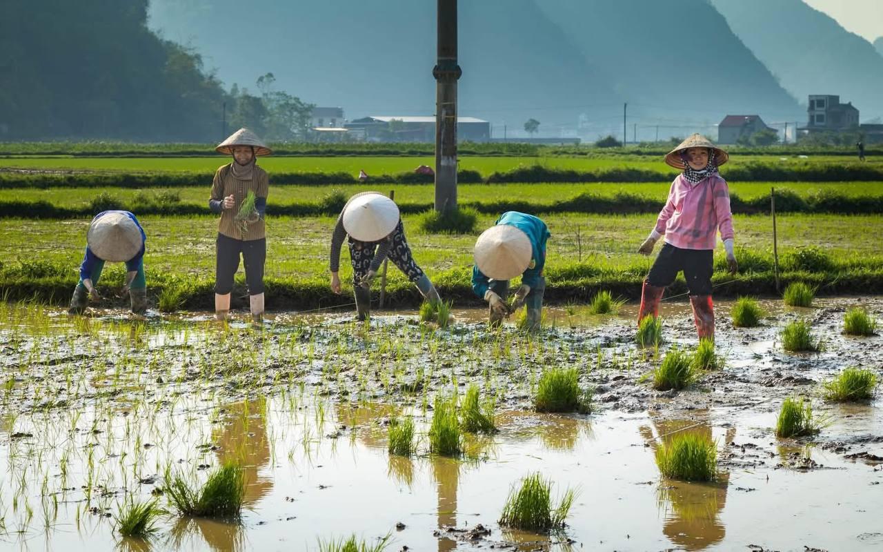 What is the countryside scene in the Mekong Delta with rice fields like?